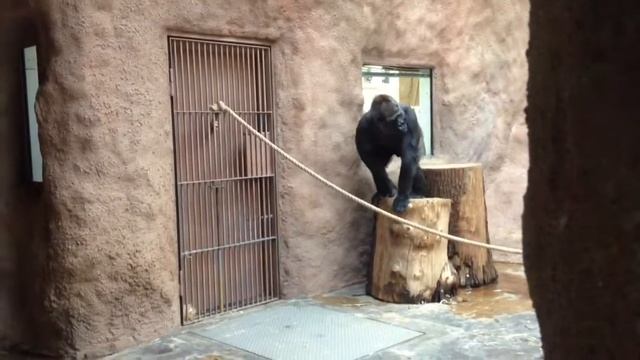 Чешские обезьянки смотреть онлайн