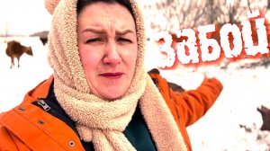 УТРО МАМЫ 12 НА ХОЗЯЙСТВЕ....ПОГНАЛИ РЕЗАТЬ 😥 ПОРОСЯТ!