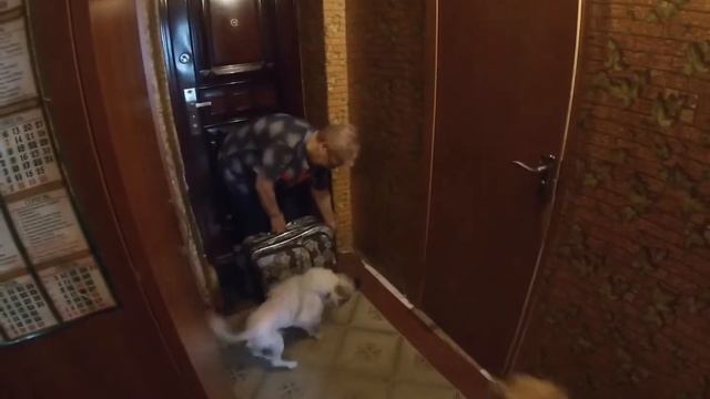 Собаки встречают хозяйку которую не видели 3 недели смотреть онлайн