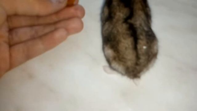 Первая реакция всех хом на.....Изюм!Жадная Снежка! смотреть онлайн