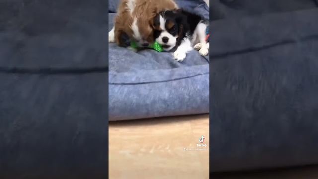 Щенки Кавалерчики питомник SWAROVSKI GRAND смотреть онлайн