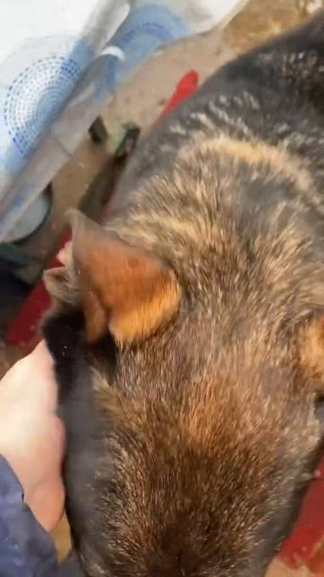 Здравствуйте собачки ❤️ Приют Некрасовка, Москва 8-926-733-22-59 смотреть онлайн