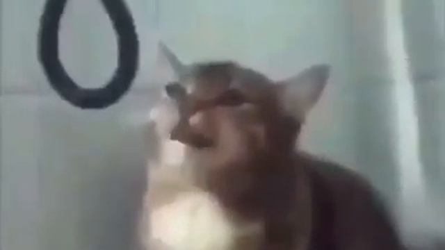 Кошка пьет воду в плохом качестве смотреть онлайн