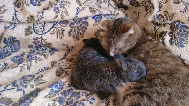 Кошка усыновила крольчат смотреть онлайн