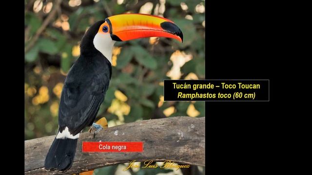 Tucán grande, Toco Toucan, (Ramphastos toco), Aves de la Argentina смотреть онлайн
