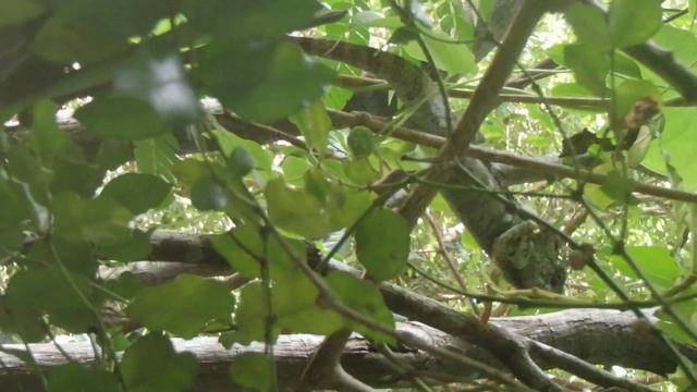 Chameleon in Anja national park, Madagascar смотреть онлайн
