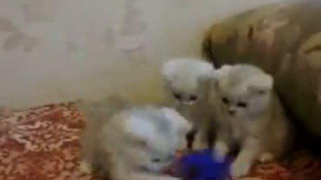Британские шиншиллы Зевс, Зефир и Зорро смотреть онлайн