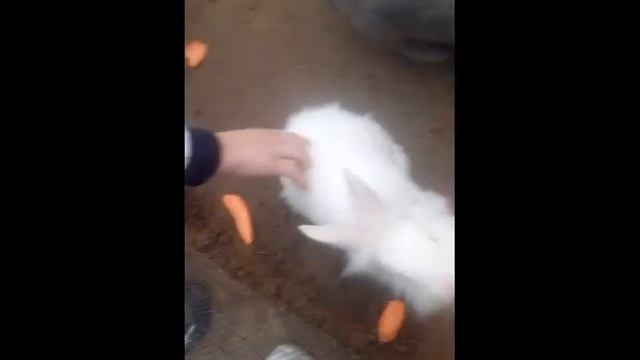 Оленья ферма в д. Сергеевка. смотреть онлайн