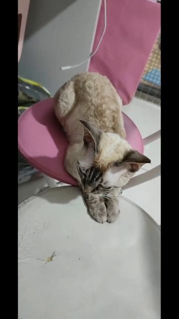 #20 椅子都是我的"喵" - The chairs are my "mi"[Daily][funny & cute][Devon Rex][德文卷毛貓] смотреть онлайн