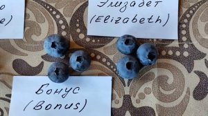 Голубика садовая. Сорта Duke, Denise Blue, Bonus, Elizabeth. Сравнение ягод.
