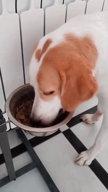 Команда, которая нам не даётся 🙉 #топ #собаки #shorts #дрессировка #почему #тренд #песня смотреть онлайн