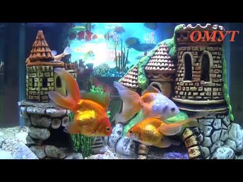 395. УБРАТЬ ПОРЧУ С СЕМЬИ И АМУЛЕТЫ В НАШЕЙ ЖИЗНИ... смотреть онлайн