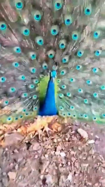 Peacock Dance | Peacock Feather #peacock #short #viral смотреть онлайн