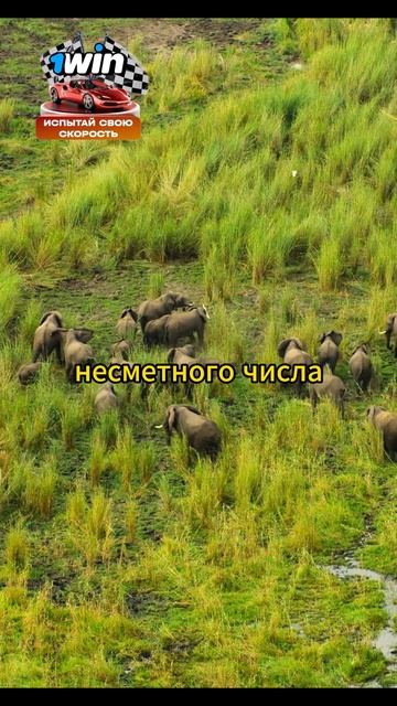 У львицы теперь свой прайд #animals #shorts #животные смотреть онлайн