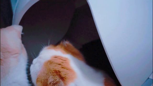 Review🌼 : Petree Automatic Cat Litter (รีวิวห้องน้ำแมว Petree) смотреть онлайн