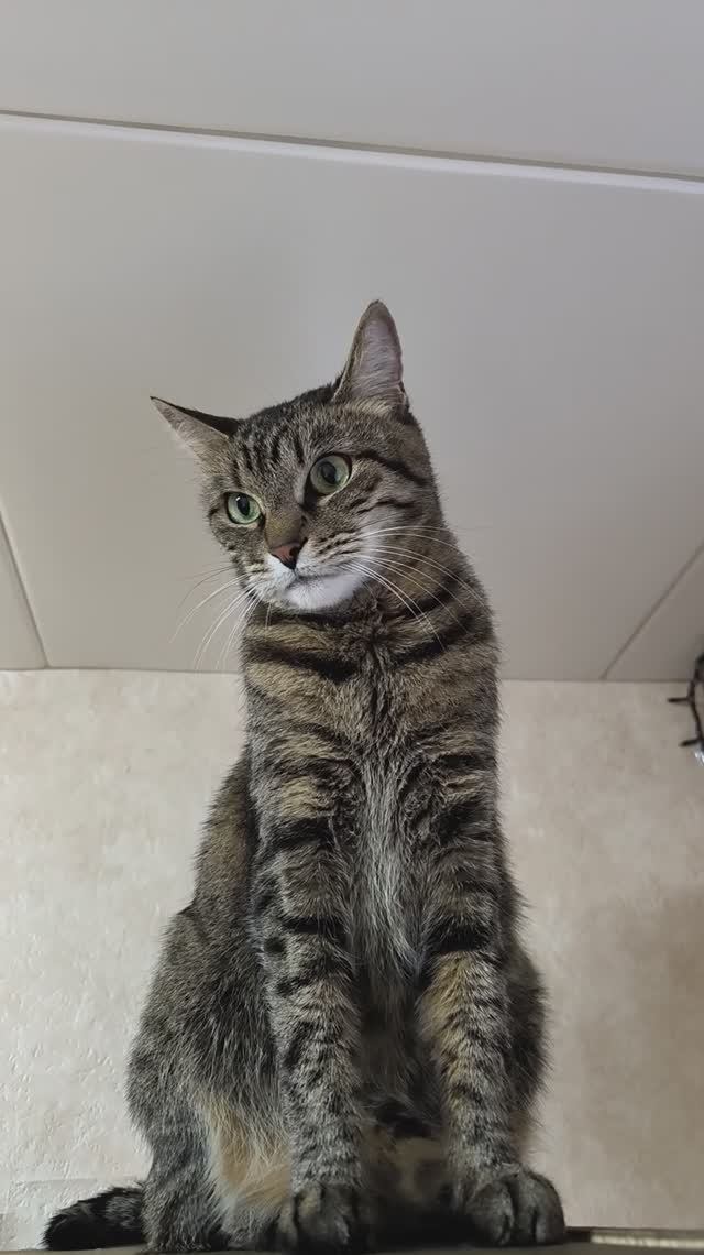 Кошка мастерски запрыгивает на шкафчик смотреть онлайн