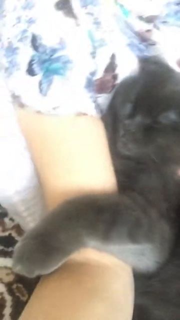 7 декабря 2018 г.Шотландский кот просто море любви и ласки смотреть онлайн