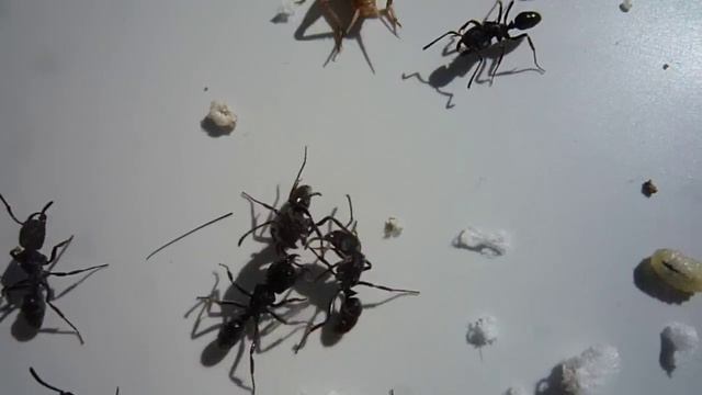 O. transversa workers hunting down a cricket смотреть онлайн
