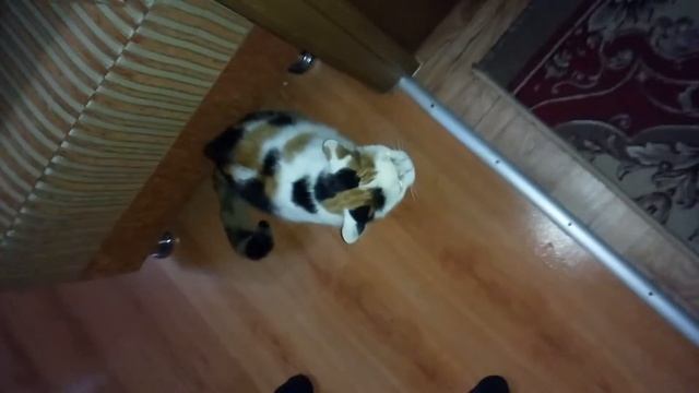 Кошка в бешенстве смотреть онлайн