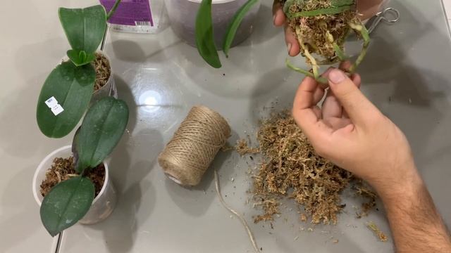 Пересадка орхидеи фаленопсиса Дикий кот ￼ азиатского подростка ￼ из Орхорай смотреть онлайн