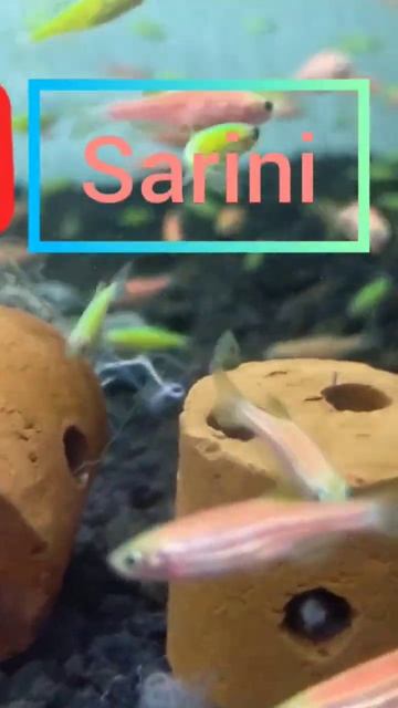 Ikan danio zebra cantik bisa buat aquascape #ikanhiasairtawar смотреть онлайн