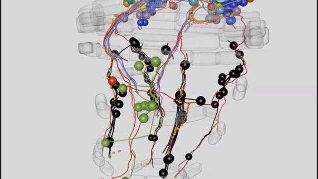 Inter-individual stereotypy of the Platynereis larval visual connectome смотреть онлайн