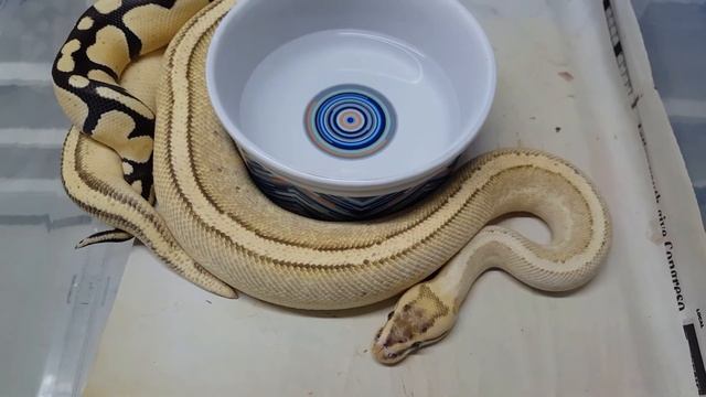Quick Video - Ball Python Lock смотреть онлайн