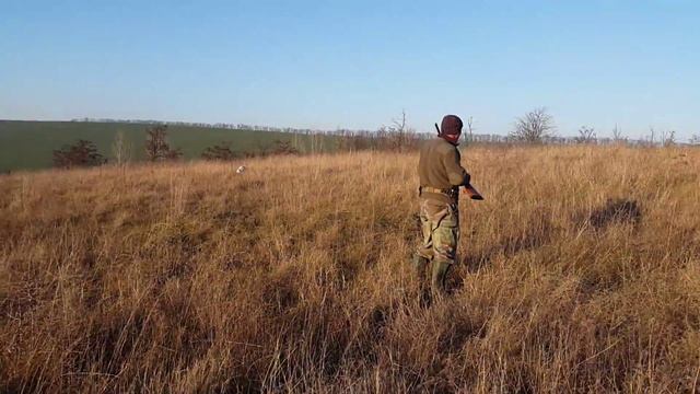 Hunting fazan with english setter смотреть онлайн