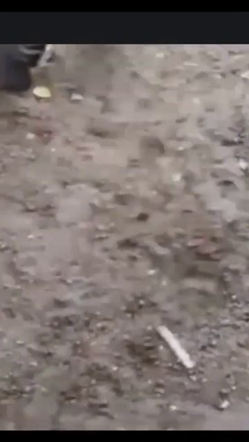 Zebra mating and self masterbation смотреть онлайн