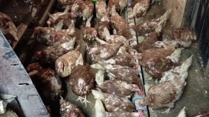 Как сохранить яйценоскость при линьке кур