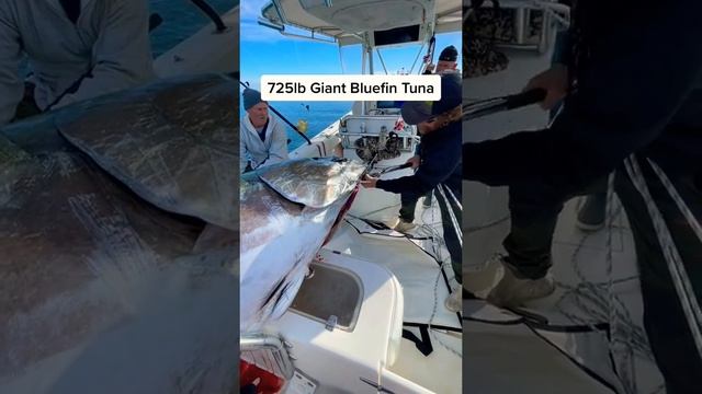 Cough big size Bluefin tuna Giant Fish | #giant #fishing #bluefintuna смотреть онлайн