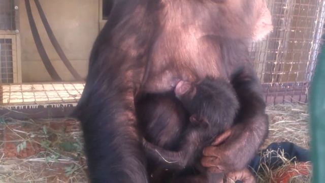 Фельдман Экопарк, шимпанзе. Мне - 20 дней, кушаю. смотреть онлайн