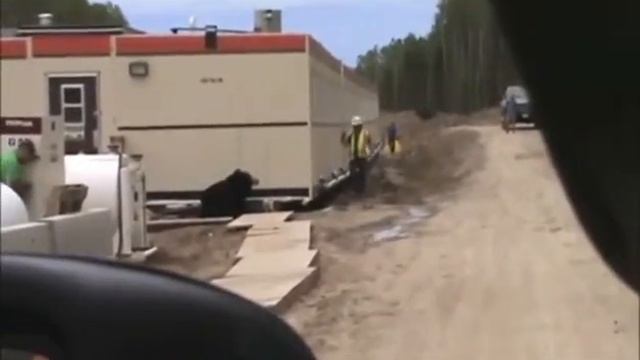 Страшный медведь... смотреть онлайн