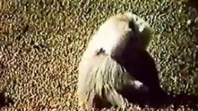 gamadril смотреть онлайн