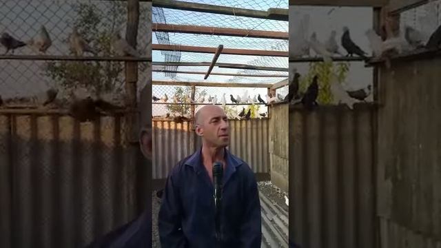 Песня посвящается в сем голубятникам. смотреть онлайн