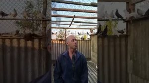 Песня посвящается в сем голубятникам.