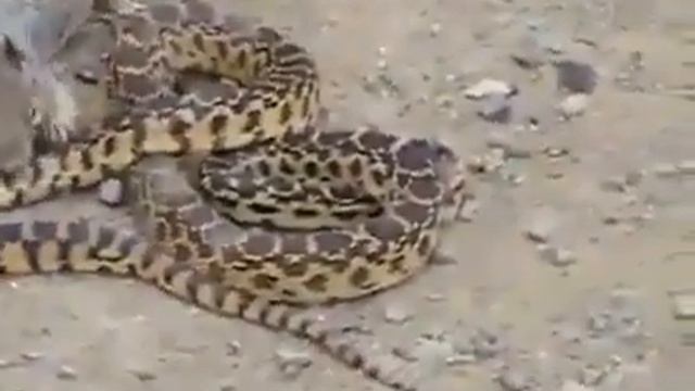 Snake vs Marten смотреть онлайн