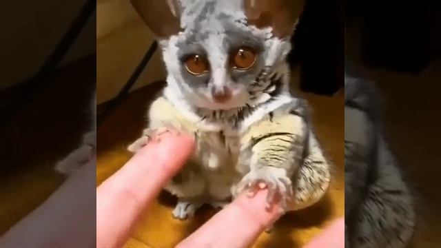 Galago