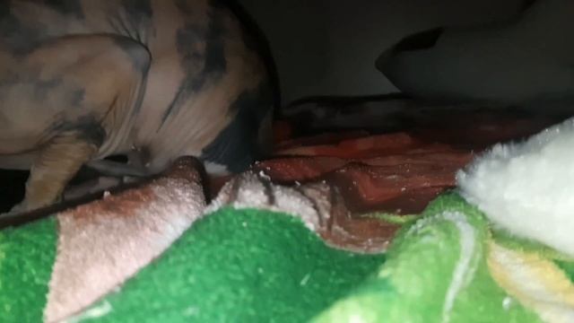 ОТ ПЕРВОГО ЛИЦА:КОШКА смотреть онлайн