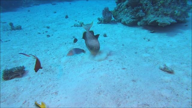 Красное море. октябрь 2021. смотреть онлайн