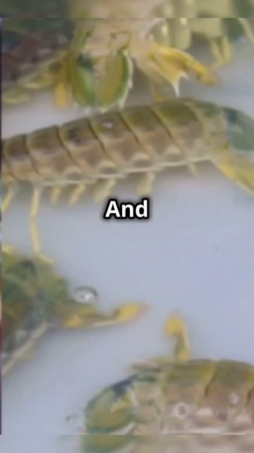 Mind-Blowing Facts About Mantis Shrimp! смотреть онлайн
