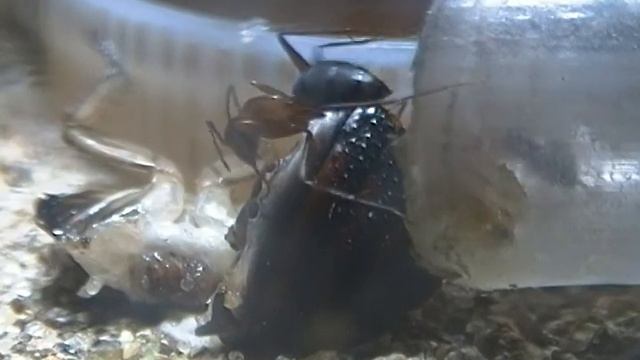 C. vicinus eating frozen, thawed, sliced roach for the first time смотреть онлайн