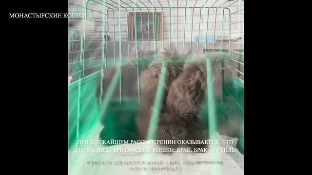 Монастырские кошки смотреть онлайн