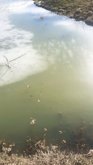 DAYO ATARASHII #2024#мормышинг#рыбалка#fishing#shorts#short#viralshorts#youtubeshorts#окунь смотреть онлайн
