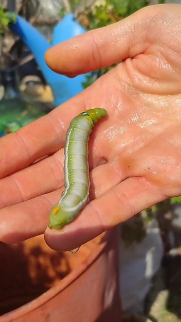 Олеандровый бражник 🐛 #сочисегодня #бражник #размерчик смотреть онлайн