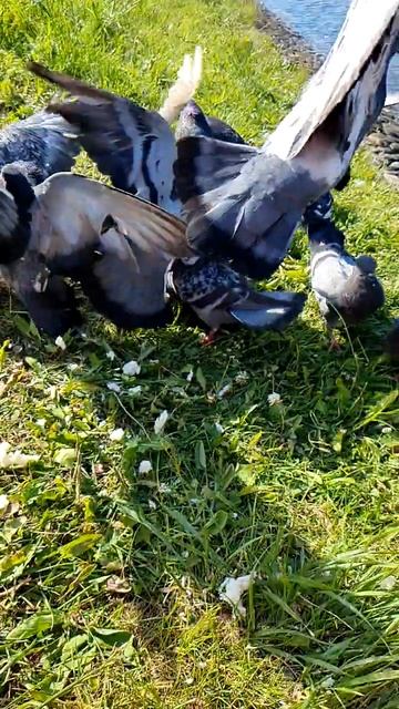 Сверхзамедленный взлёт🕊😻 #шортс #голуби #птицы #смешныевидео #shorts #pigeon #funnyanimals #birds смотреть онлайн