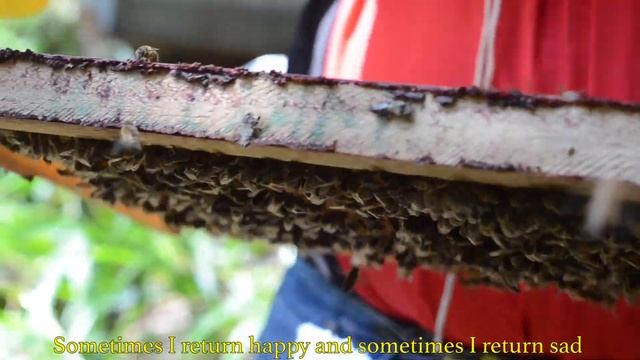 Beekeeping Project in Colibri Cloudforest смотреть онлайн