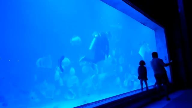 Grand Aquarium кормление рыбок и скатов 28.07.1017 смотреть онлайн