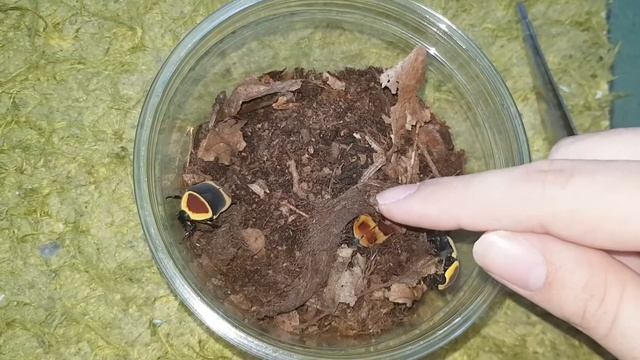 Fruit Beetle смотреть онлайн