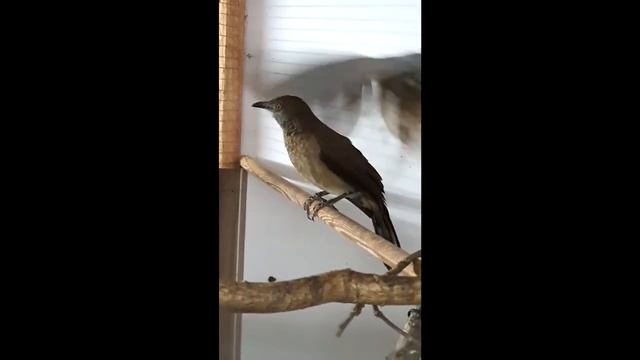 Tymal białołuski - turdoides plebejus смотреть онлайн